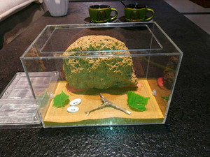 蚂蚁生态箱工坊宠物蚂蚁城堡弓背蚁带蚁后吸水石巢亚克力蚁巢别墅