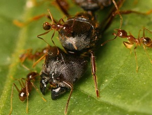 大自然蚂蚁||中华四节大头蚁2021年新后 宠物蚂蚁有货 大头蚁