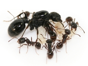 针毛收获蚁 2024年新后 宠物蚂蚁 好养收获蚁 新手蚁 挂机养
