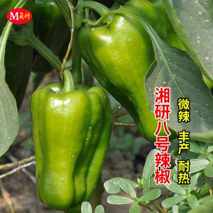 湘研八号甜椒苗高产小菜椒秧苗春季蔬菜苗微辣辣椒籽阳台蔬菜种孑