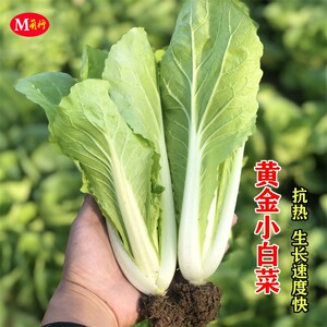 黄金小白菜种子速生快菜种籽耐热耐寒青菜盆栽农家菜园蔬菜种孑籽