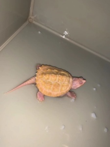 山本kid淘宝稀有白化黄化鳄龟红眼变异鳄北美杂佛黄金龟红辣椒金橙