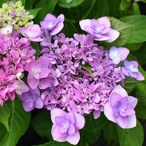 【绣球舞孔雀】绣球舞孔雀品牌,价格 - 阿里巴巴