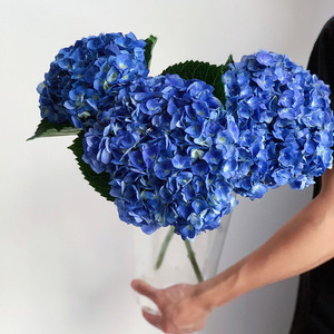 800人付款淘宝【云南基地】无尽夏绣球花苗老桩蓝色八仙花小苗花卉