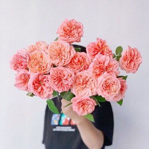 奥斯汀花型橘粉色调伦敦眼玫瑰鲜花高级独特开放后美到炸裂顺丰