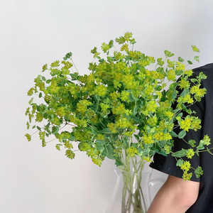 叶上黄金鲜花配花配叶插花水养花艺花束百搭配叶云南直发叶材顺丰