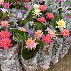 睡莲带花苞发货碗莲适合水养的花水缸里养的植物池塘庭院植物四季