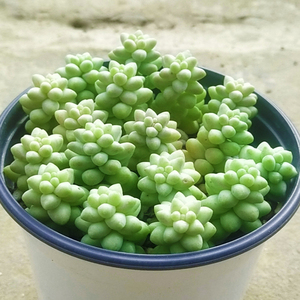 多肉植物新玉坠玉缀办公室室内阳台桌面绿植园艺花卉组合盆栽萌肉