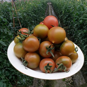 买3斤送2新鲜圣女果春桃小柿子脆皮小番茄西红柿蔬菜孕妇应季水果