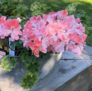 漫乐 兽系天竺葵劳拉伊万使者重瓣粉红色大花蝴蝶梅易养活四季