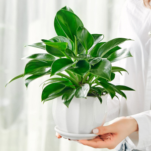 室内盆栽植物不需要阳光卫生间水培好养小型四季长青的绿植耐寒