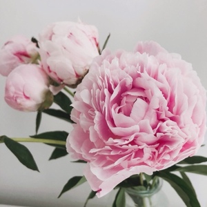 fafar鲜花 荷兰进口芍药 重瓣大朵 花艺婚礼祝福花材 广州速递