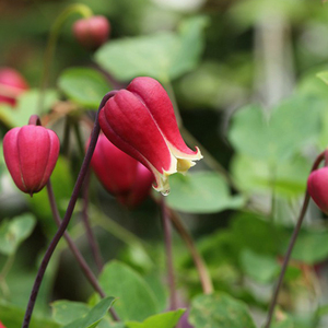 铃铛铁线莲天使首饰