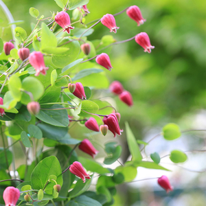 铃铛铁线莲天使首饰