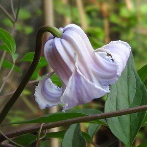 铁线莲盆栽苗克里斯巴天使樱桃唇押切铃铛铁爬藤植物花卉庭院阳台