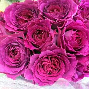 伊芙蓝宝石月季花苗衣服系列大花浓香庭院阳台盆栽花卉四季开花