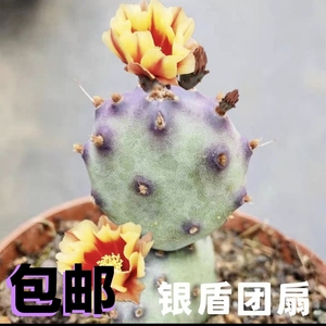 正版稀有小银盾仙人掌团扇盆栽开大黄花除甲醛防辐射庭院阳台客厅