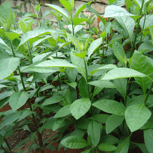 正宗南非叶苗南非叶树苗树枝易活盆栽包邮四季花卉清热凉茶植物