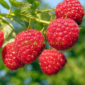树莓苗直销双季覆盆子红黄黑果树苗南方北方种植耐寒庭院盆景地栽
