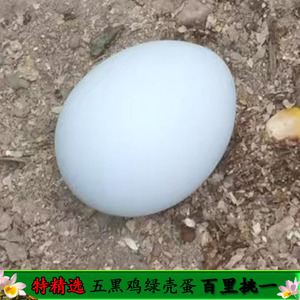 【特精选】八仙山林草地纯粮放养土鸡蛋纯生态无添加五黑鸡绿壳蛋