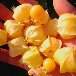 【黄金姑娘果】黄金姑娘果品牌,价格 - 阿里巴巴