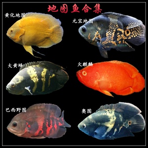 大黄蜂地图鱼奥图黄化地图元宝地图巴西野图中层观赏鱼淡水活体