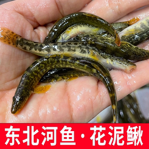 东北冷水鱼花泥鳅河鱼淡水鱼泥鳅鱼原生态小泥鳅鱼鲜活速冻