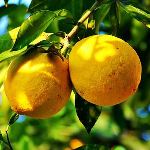 ropana意大利佛手柑精油10ml来自德米特农场生物动力