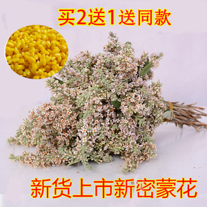 广西黄饭花黄花饭黄香花黄花黄色米饭染料新鲜密蒙花五色糯米饭