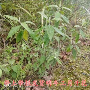 广西黄花饭苗密蒙花苗染饭花小锦花黄香花九里香野生密蒙花树苗