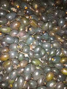 野生葵树子葵树籽葵扇子葵扇籽蒲葵籽蒲葵子鱼尾葵散尾葵紫金鼠