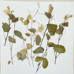 压花花材押花花材 野葡萄藤pressedflowers幹花押し花干花(6枝)