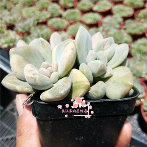 冬美人锦群生单头出锦多肉植物室内盆栽花卉绿植桌面电脑防辐射仙