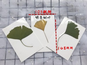 叶子标本树叶真叶