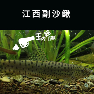江西副沙鳅 紫薄鳅 活体原生冷水观赏鱼底层工具鱼翻砂清道夫稀有