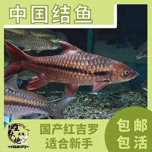 中国结鱼吉罗国产红吉罗鱼哥拉巴拉活体原生冷水观赏鱼溪流大型鱼