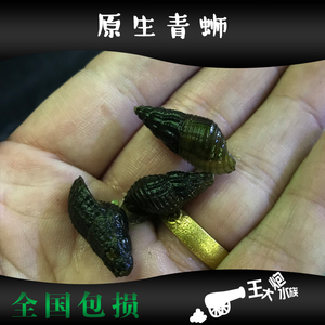 青蛳 螺蛳 活体 除藻螺 原生清水螺蛳 工具螺 草缸螺 田螺活体