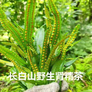 长白山野生肾精茶化石草肾精草50g包邮男女养生茶精品石韦草泡水