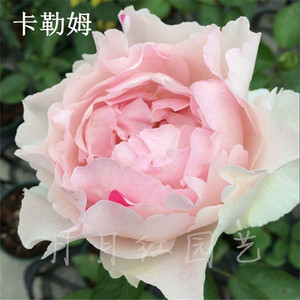 伊芙胭脂香水 伊芙伯爵 等月季 庭院 阳台