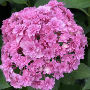 你我的银河绣球