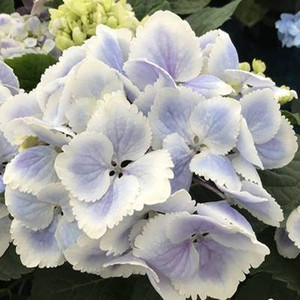 【千秋花园】夏尔 地栽盆栽庭院阳台大花绣球八仙花进口耐寒