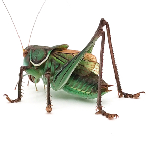 冬蝈蝈活鸣虫新脱铁皮山青平谷黑翡翠绿叫蝈蝈巨型大宠物昆虫包邮