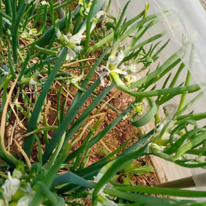楼葱苗观音葱万年葱可观可食羊角葱苔儿葱分葱包邮发货天葱盆栽