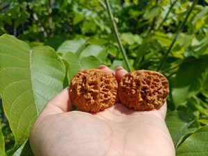 中国大花文玩核桃