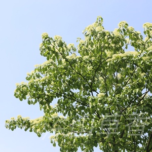 灯台树 瑞木女儿木六角树 耐寒耐热 别墅地栽美观绿化 满50元包邮