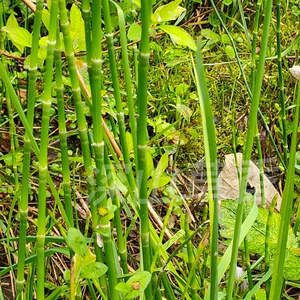木贼 千峰草锉草笔头草笔筒草节骨草苗 喜湿 盆栽地栽满50元包邮