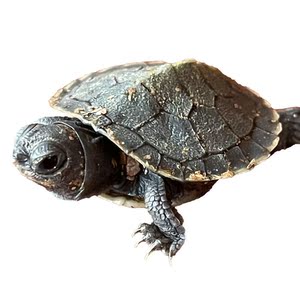 黑巴龟变异黑巴西龟苗乌龟鱼缸观赏深水龟办公室互动解压神宠物