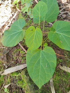 野生隔山撬种植苗  白首乌爬藤绿盆栽  隔山消