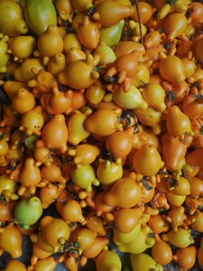 黄金果五代同堂果五奶果五指茄乳茄吉祥如意散果丑果低价出售