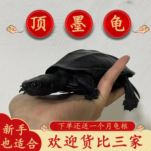 草龟顶墨龟公乌龟纯种全黑养龟外塘冷水黑腹中华儿童宠物龟活体物